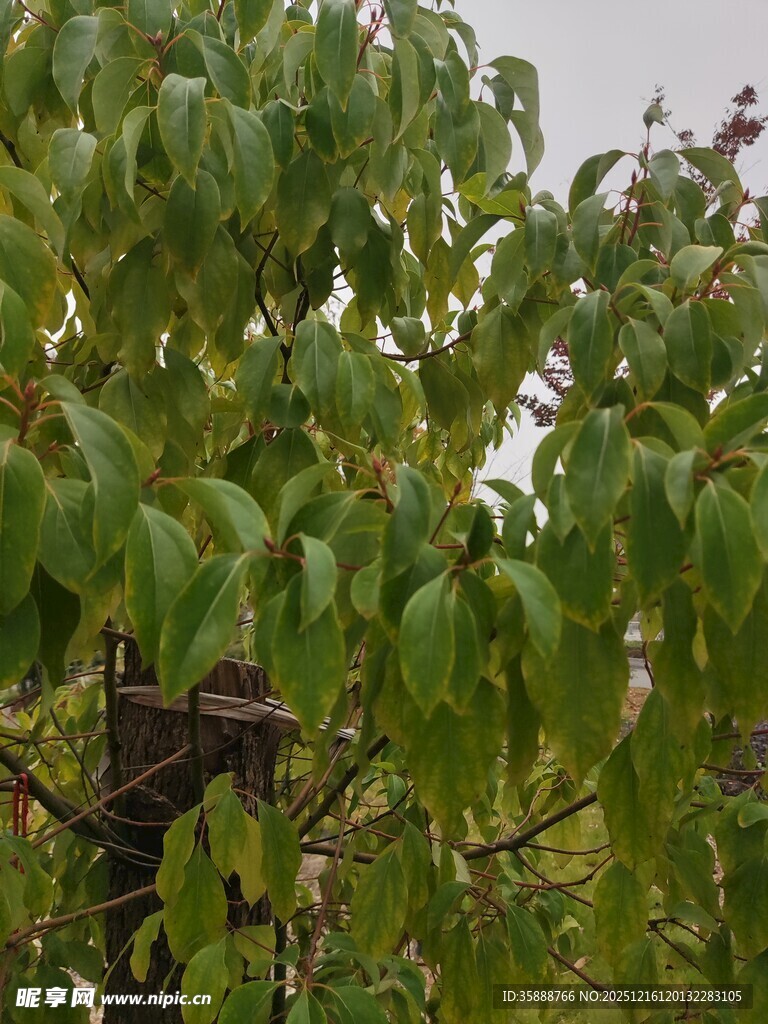 绿叶繁茂的树木景观