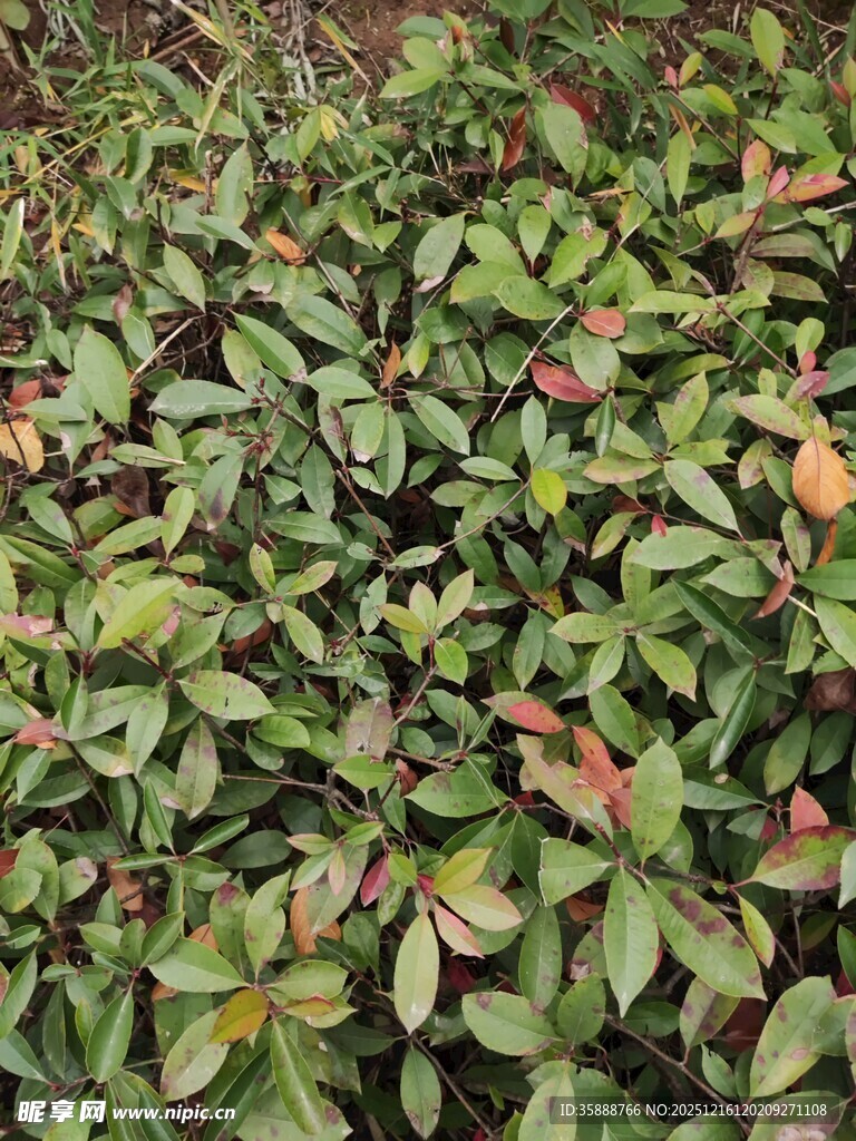 绿叶间带红的茂密植物