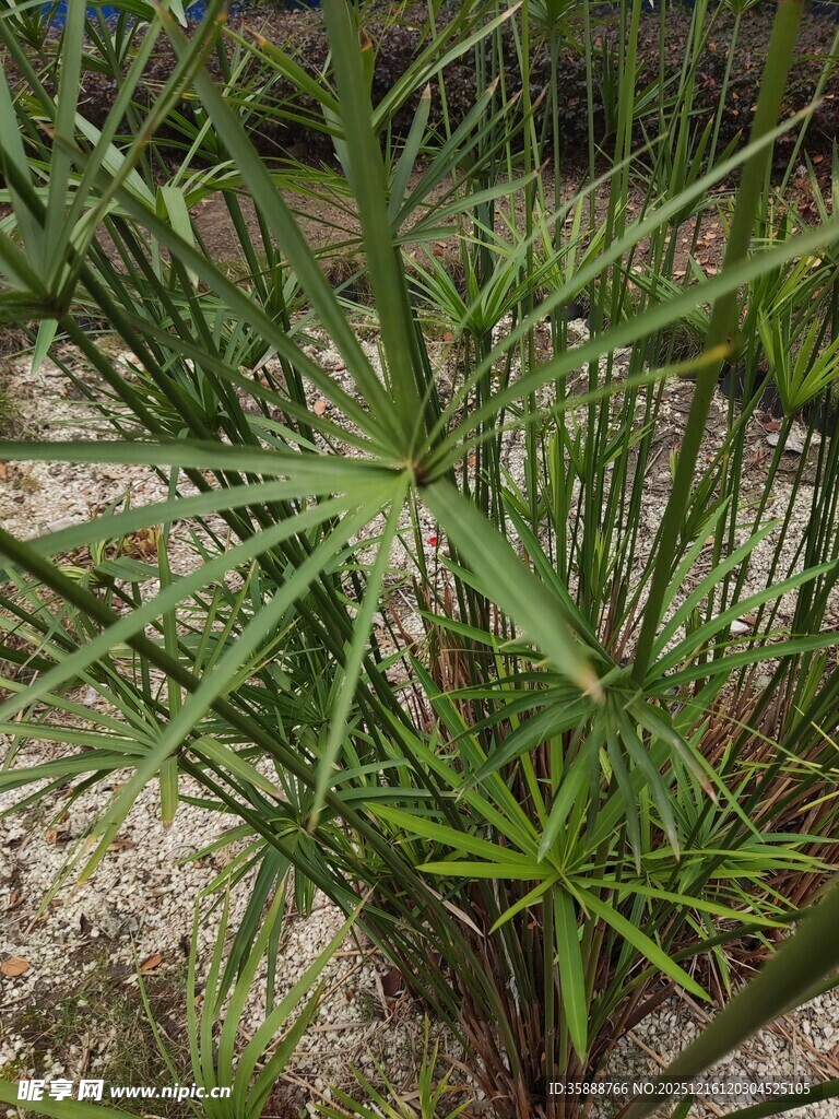 野外生长的绿色草本植物