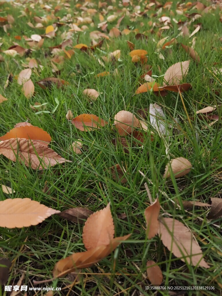 秋日草地落叶美景