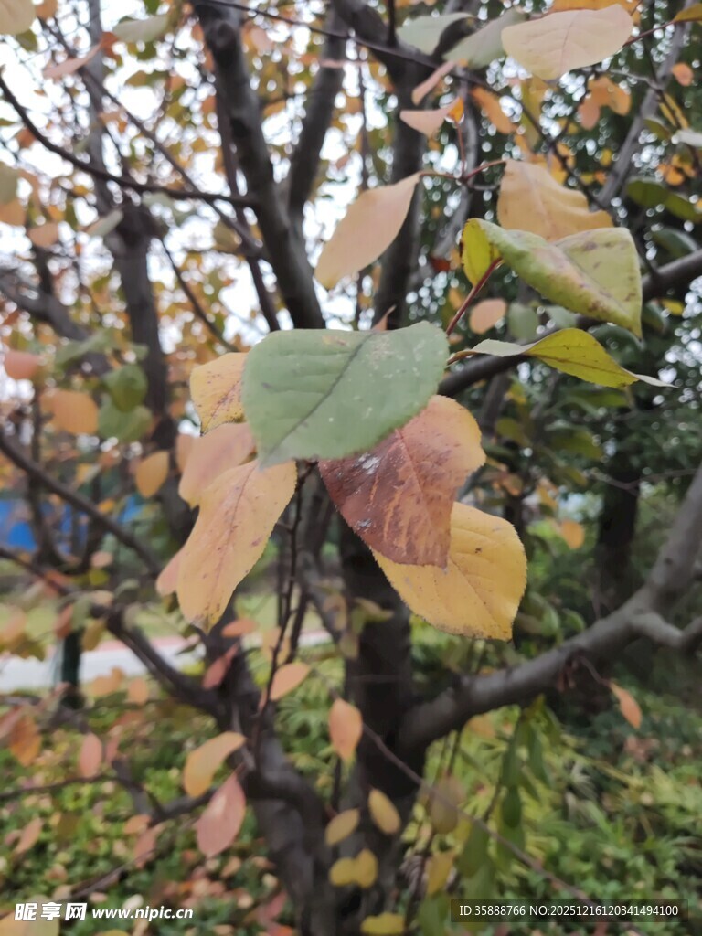 秋日枝头斑斓树叶