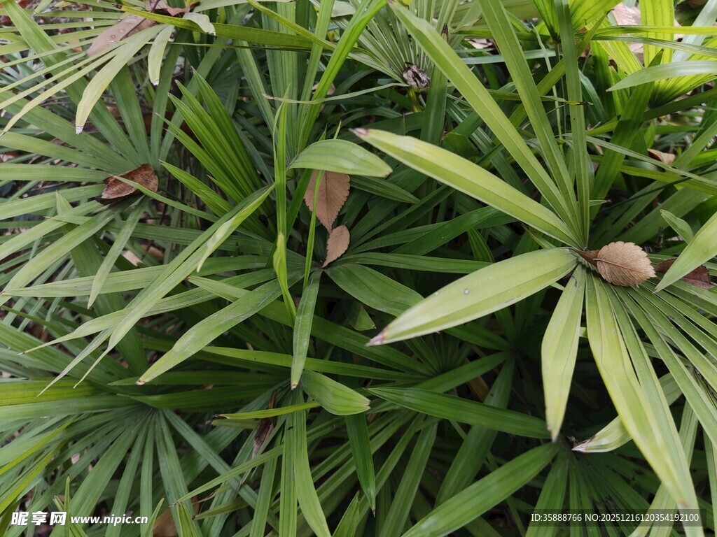 绿叶间的棕果植物景观