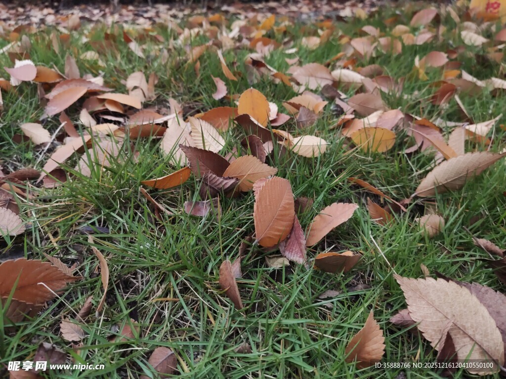 草地上的缤纷落叶