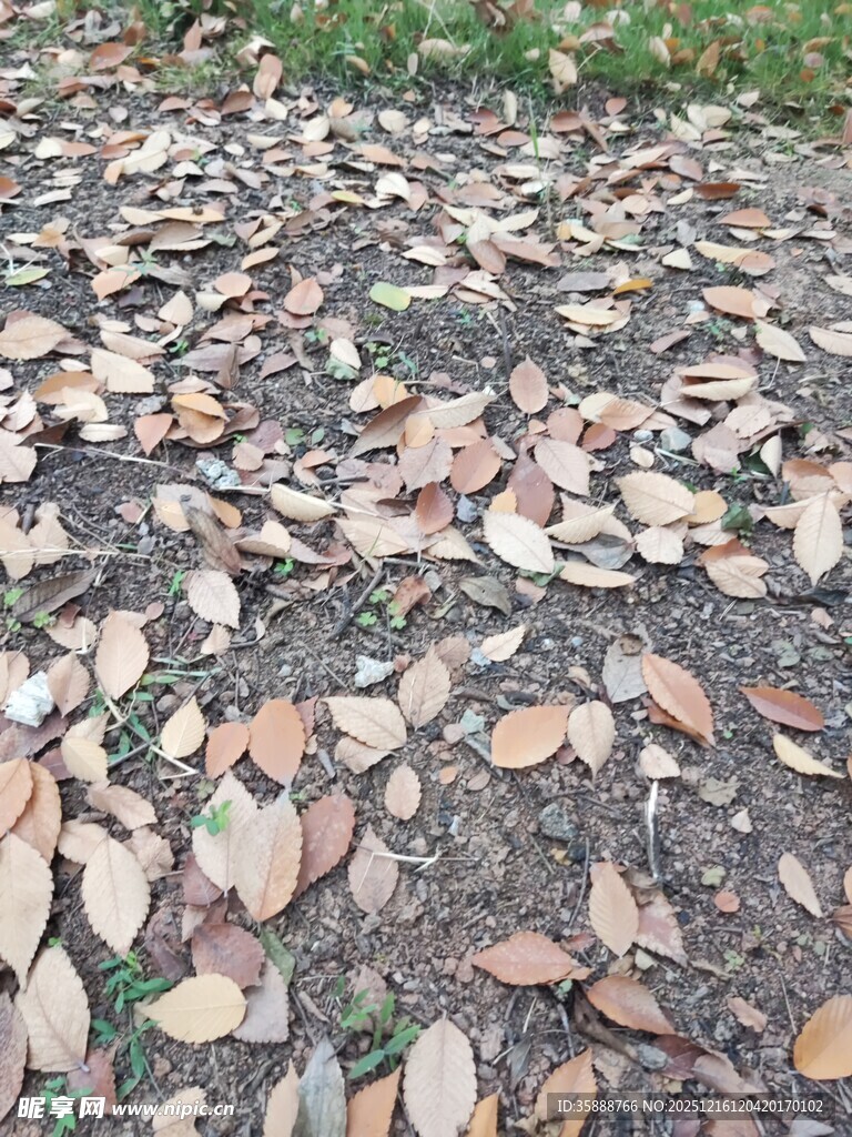 地面散落的多彩落叶