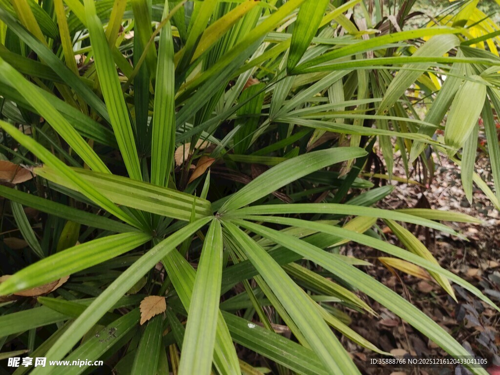 翠绿龙血树植物景观