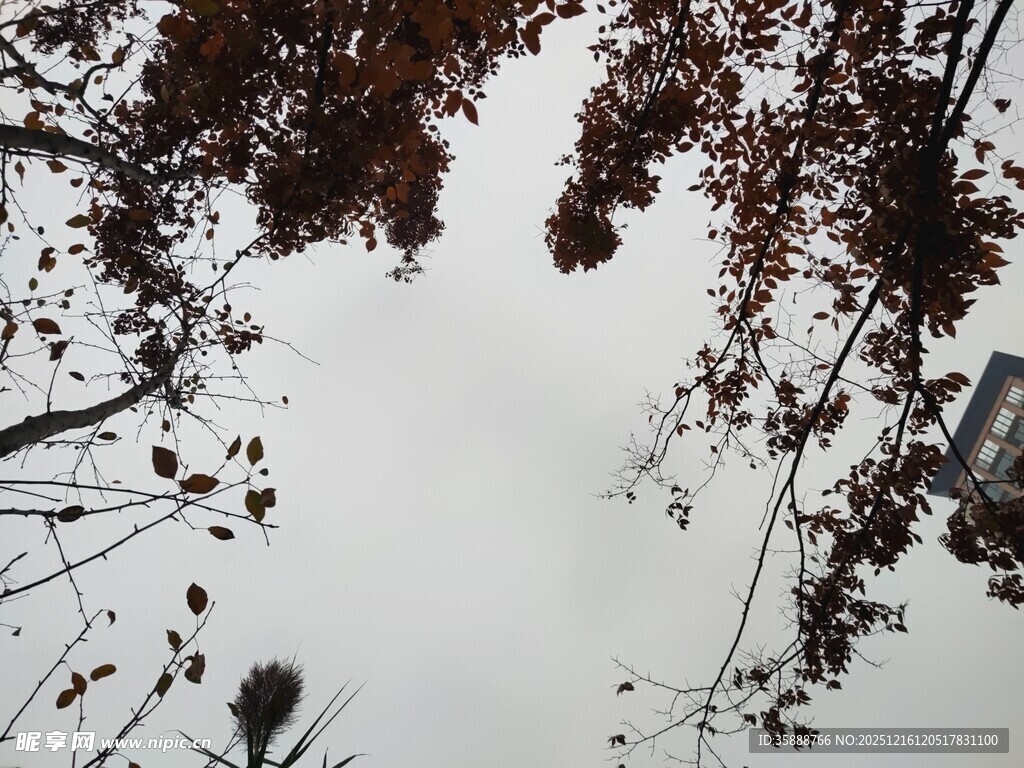 仰视秋日树枝与灰白天空