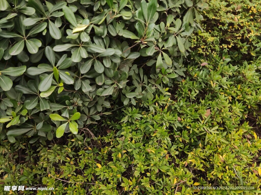 绿叶繁茂的植物景观