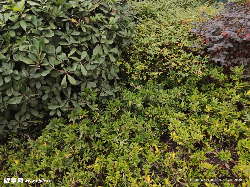 繁茂绿植景观