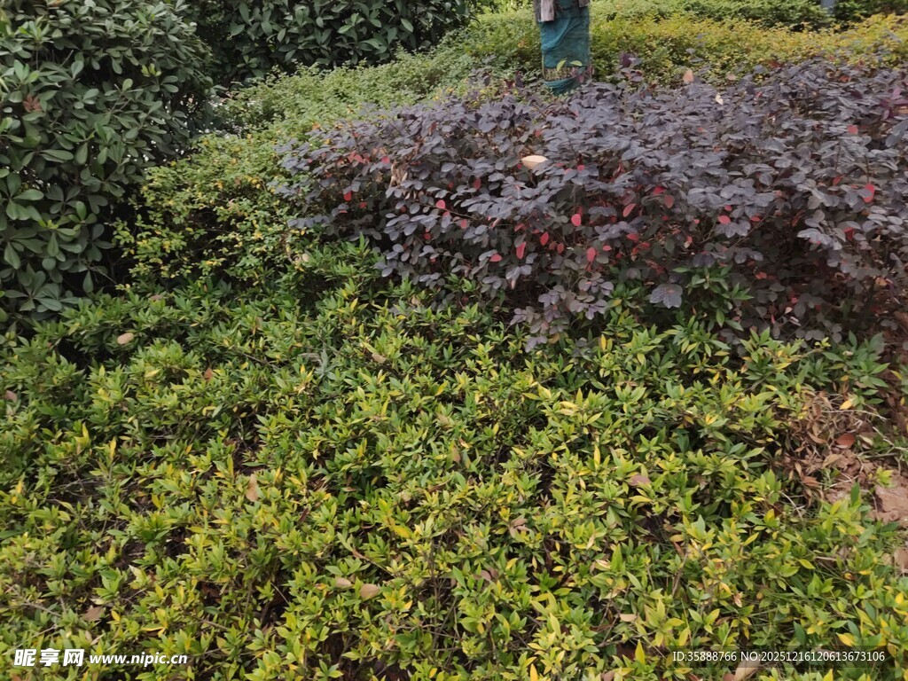 绿意盎然的多彩植物景观