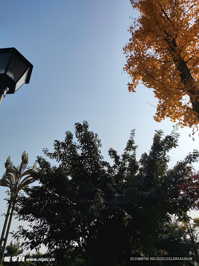 秋日树梢与空中物件景象