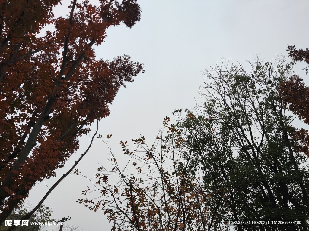 秋日树梢景致