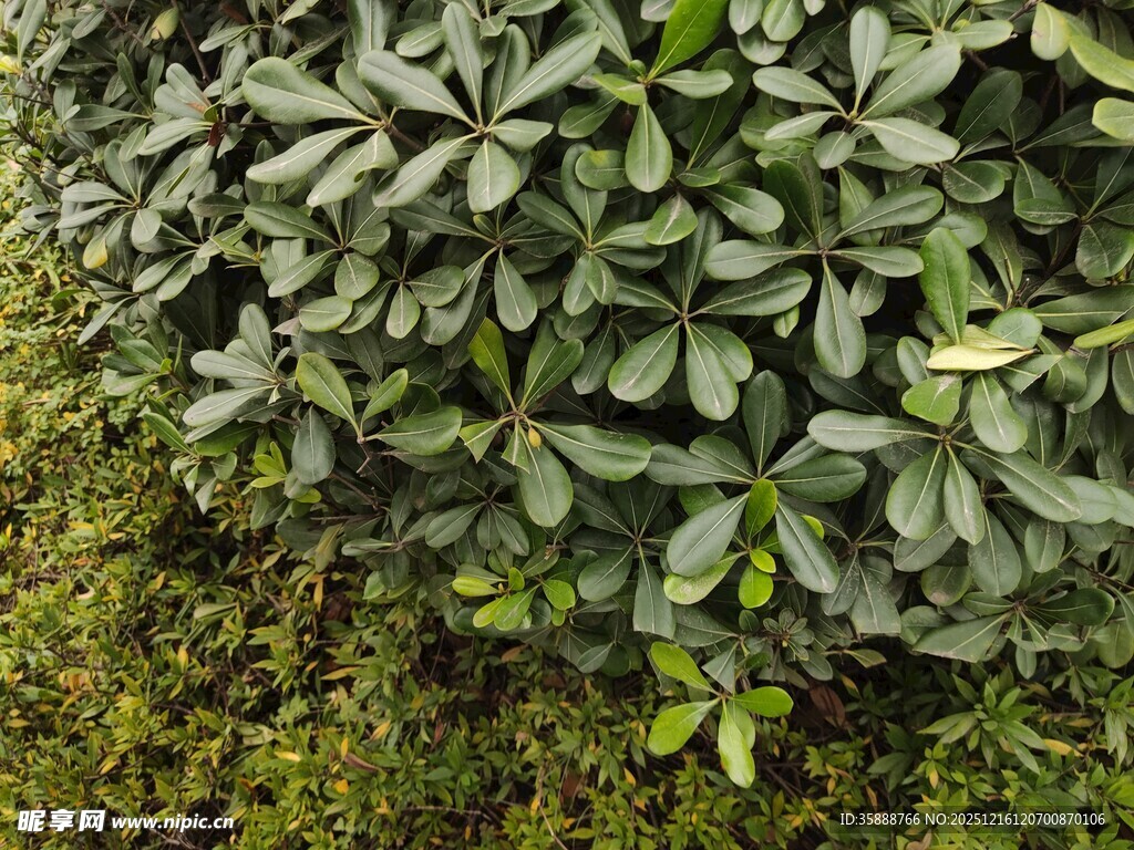 绿叶繁茂的灌木丛