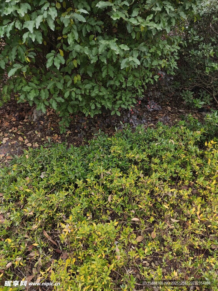 地面绿植与灌木景观