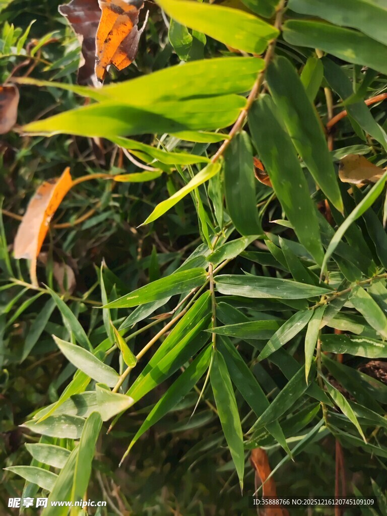 翠绿竹叶间的多彩叶片