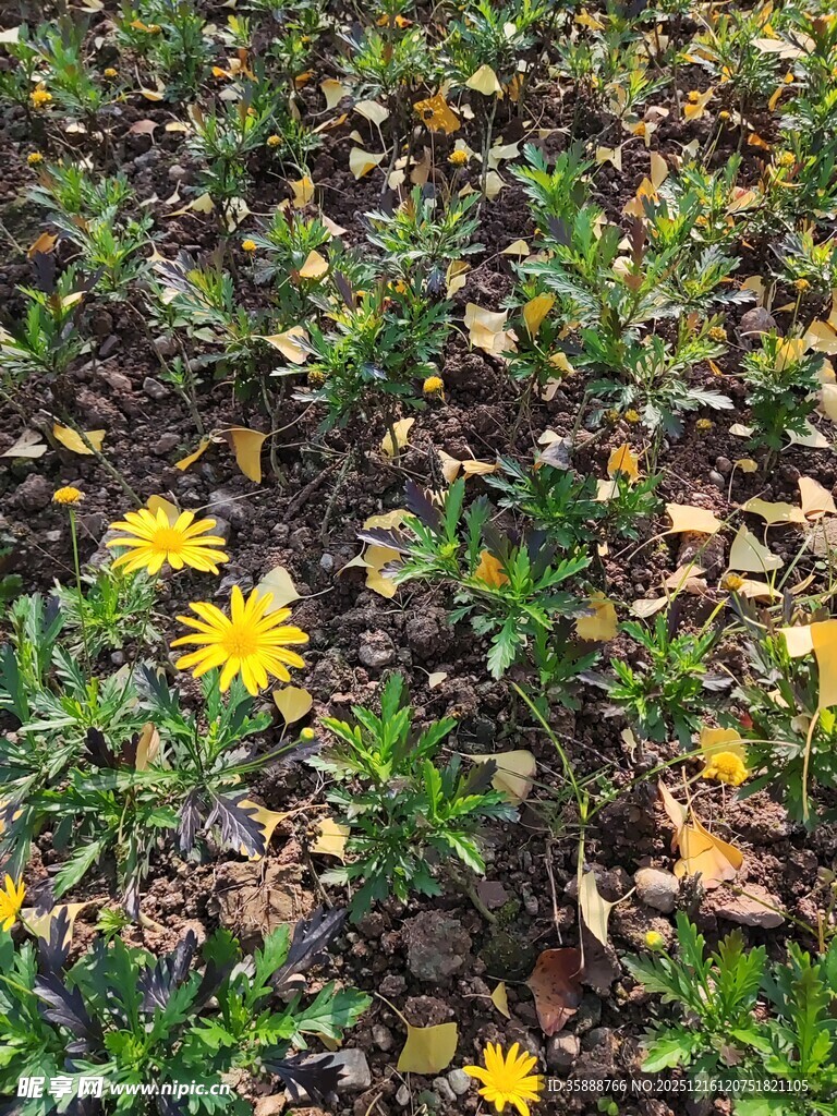 地上绽放的黄色小花