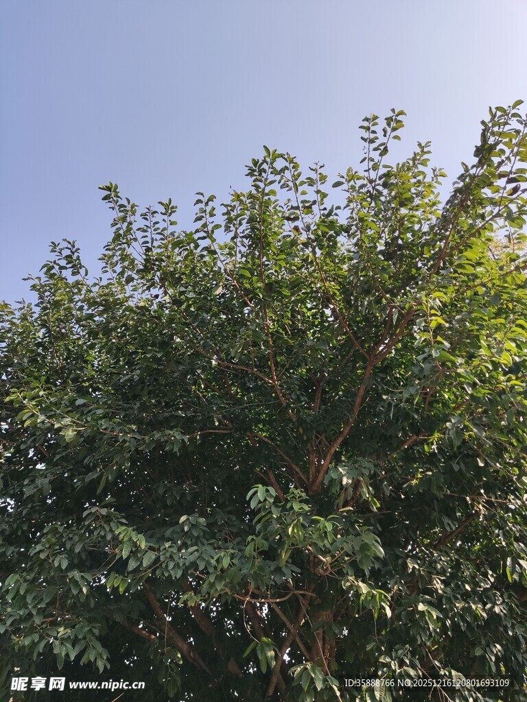 阳光下的繁茂绿树