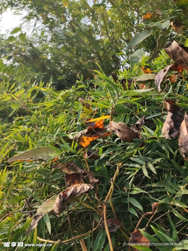 茂密绿植中的多彩叶片