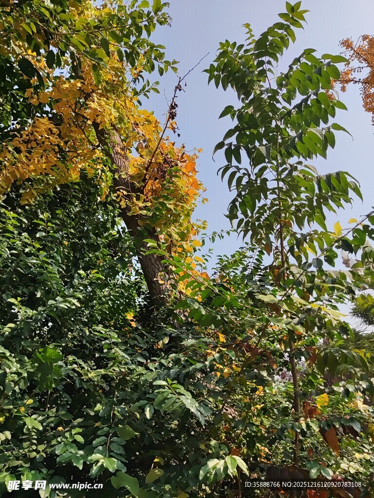 秋日多彩树木景观