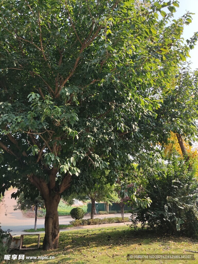 户外绿树成荫的宁静场景