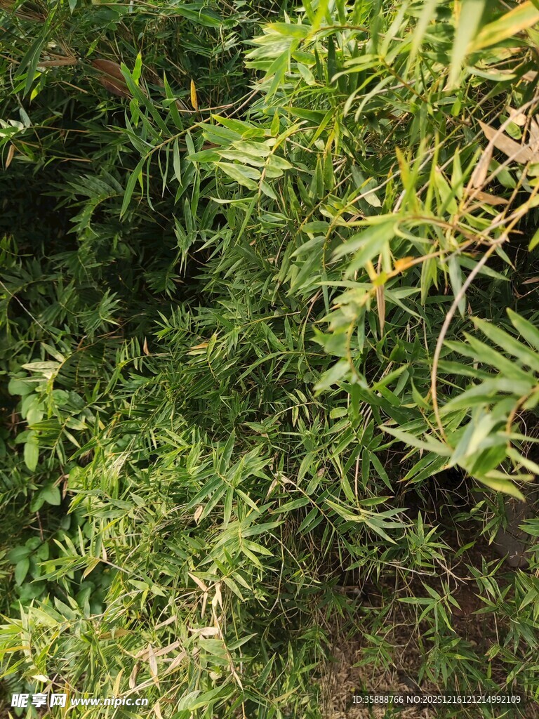 翠绿繁茂的竹林景象