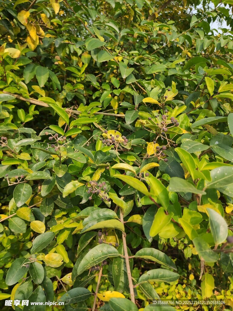 繁茂绿叶植物景观