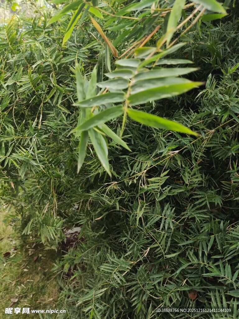 翠绿竹叶与繁茂植物