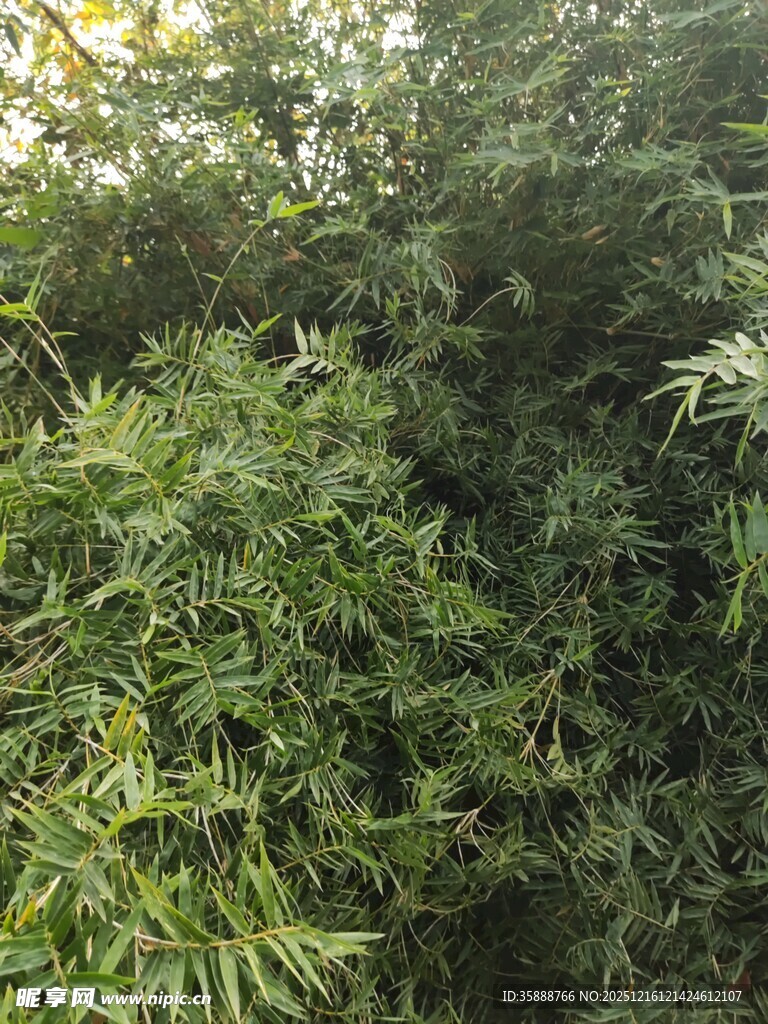 茂密绿植展现自然生机