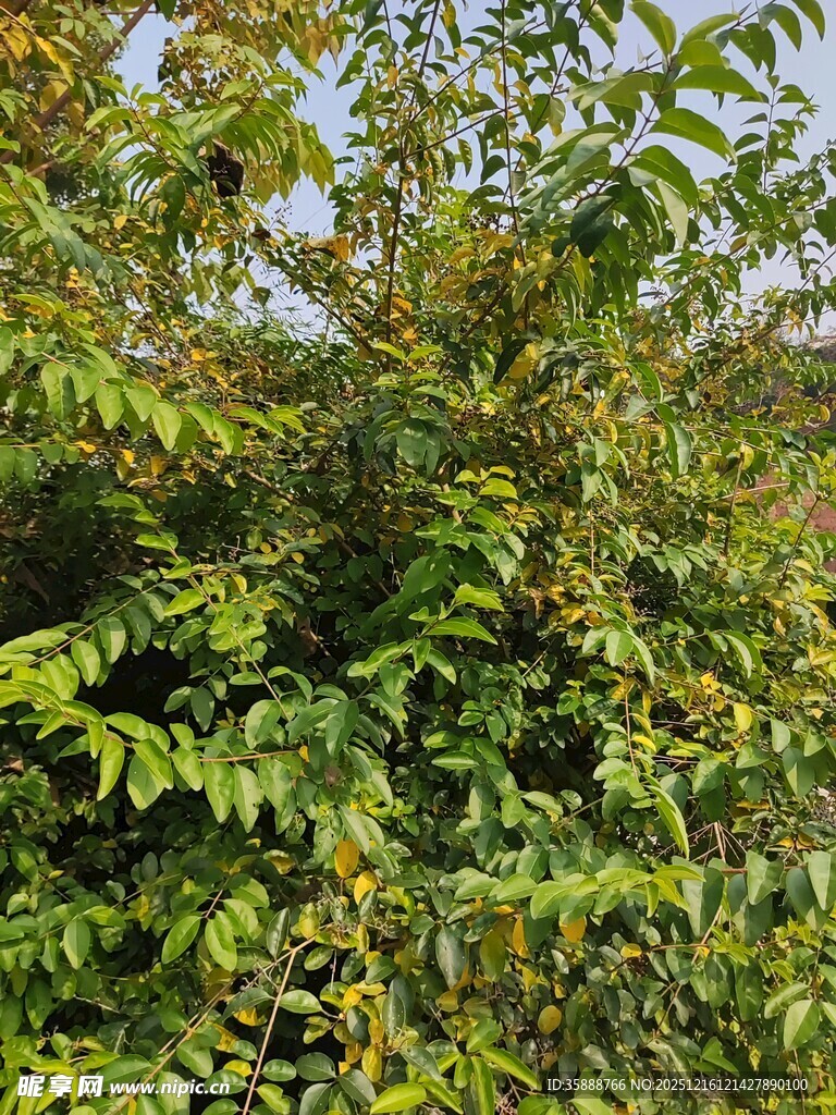 繁茂葱郁的绿树景观