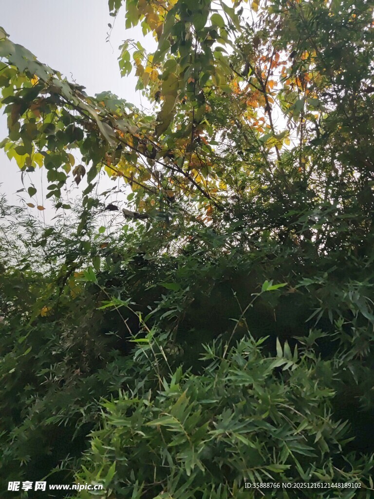 阳光洒落的繁茂绿植