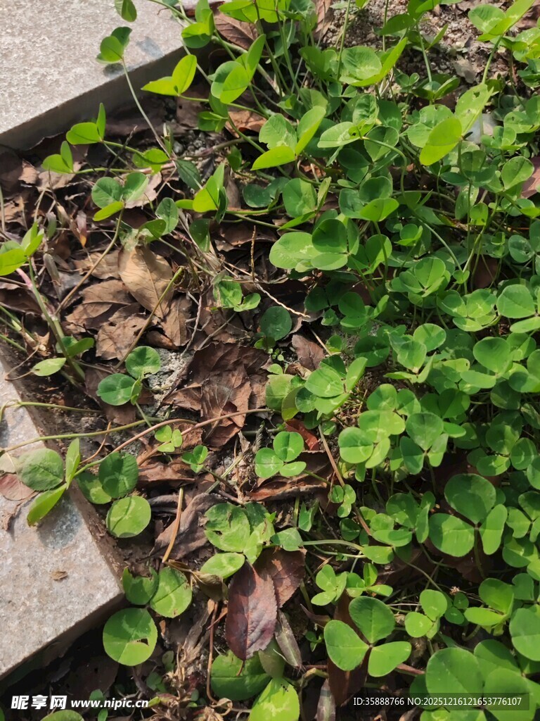 墙角的翠绿三叶草