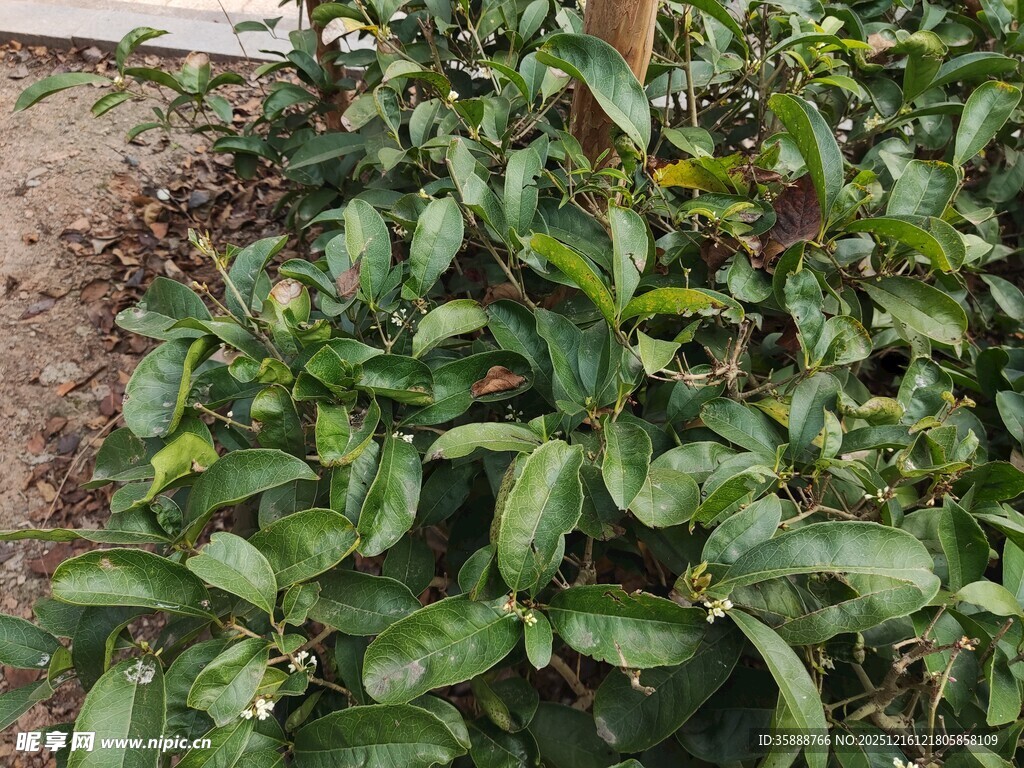 绿叶繁茂的植物景观