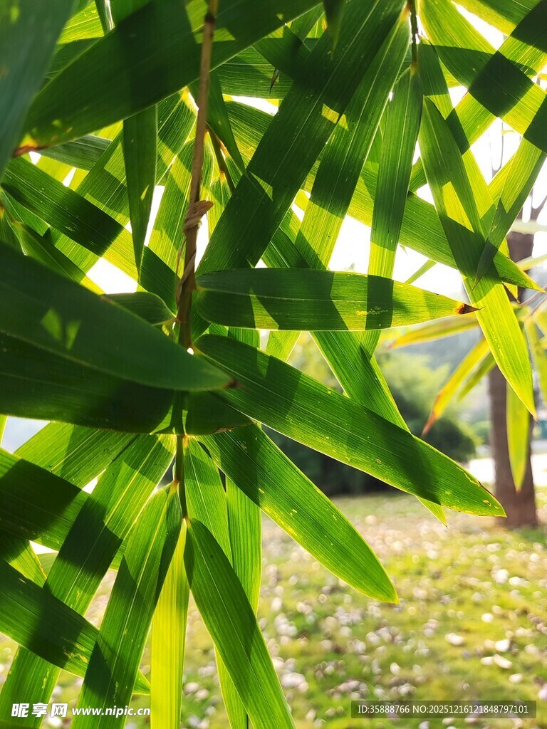 翠绿竹叶展现自然生机