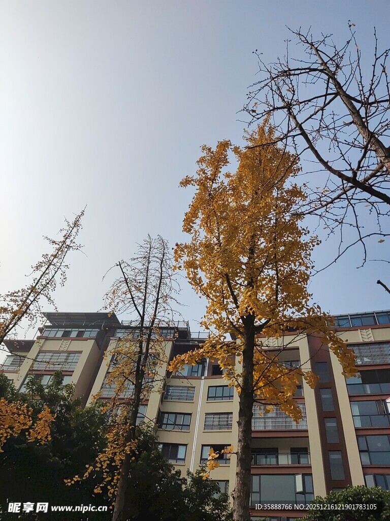 秋日楼前金黄银杏树