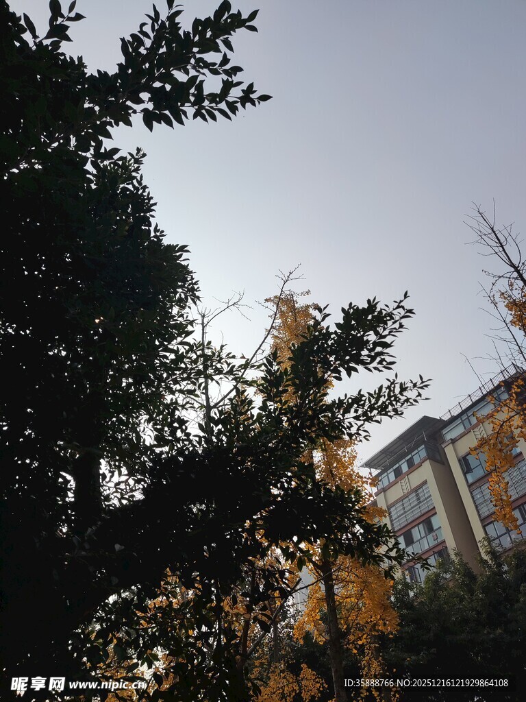 秋日树梢与楼景