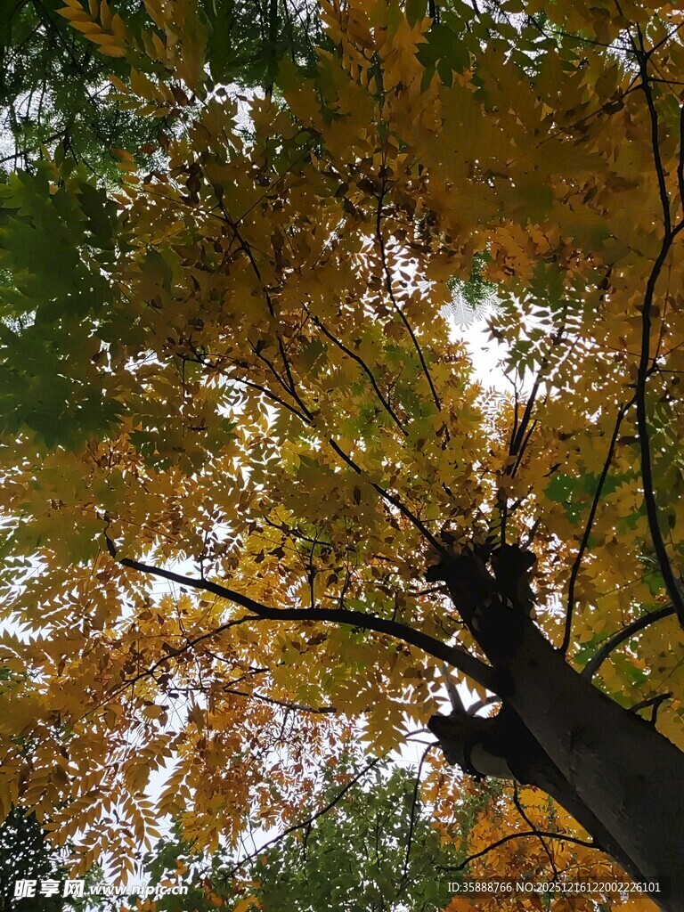 秋日树冠下的斑斓景致