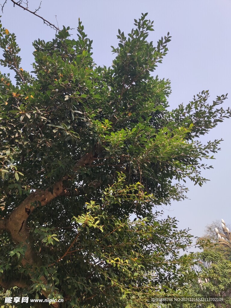 茂盛绿树展现自然生机