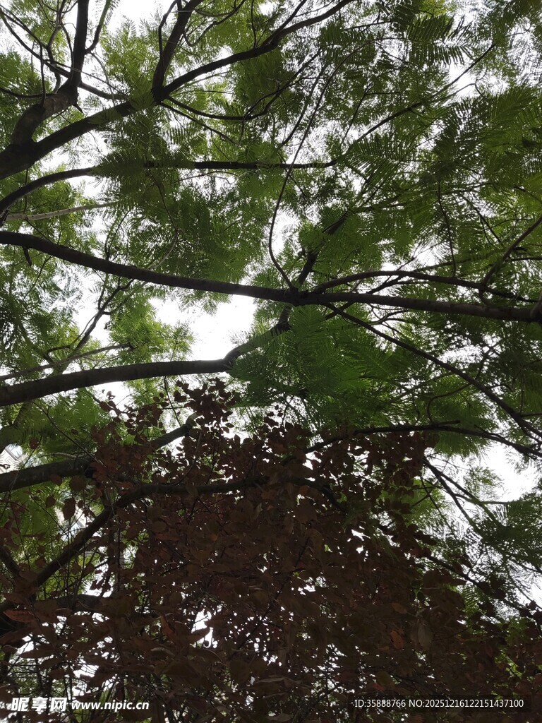 仰视繁茂枝叶景观