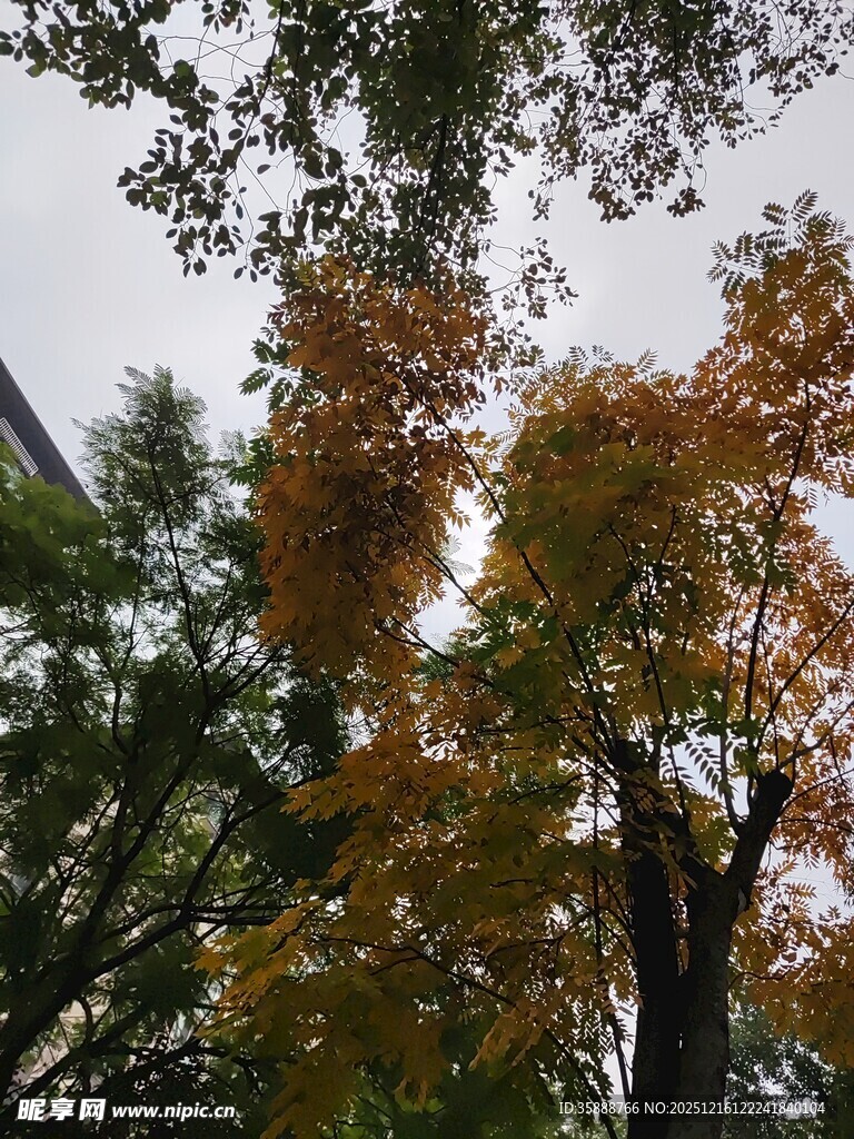 秋日斑斓树木景致