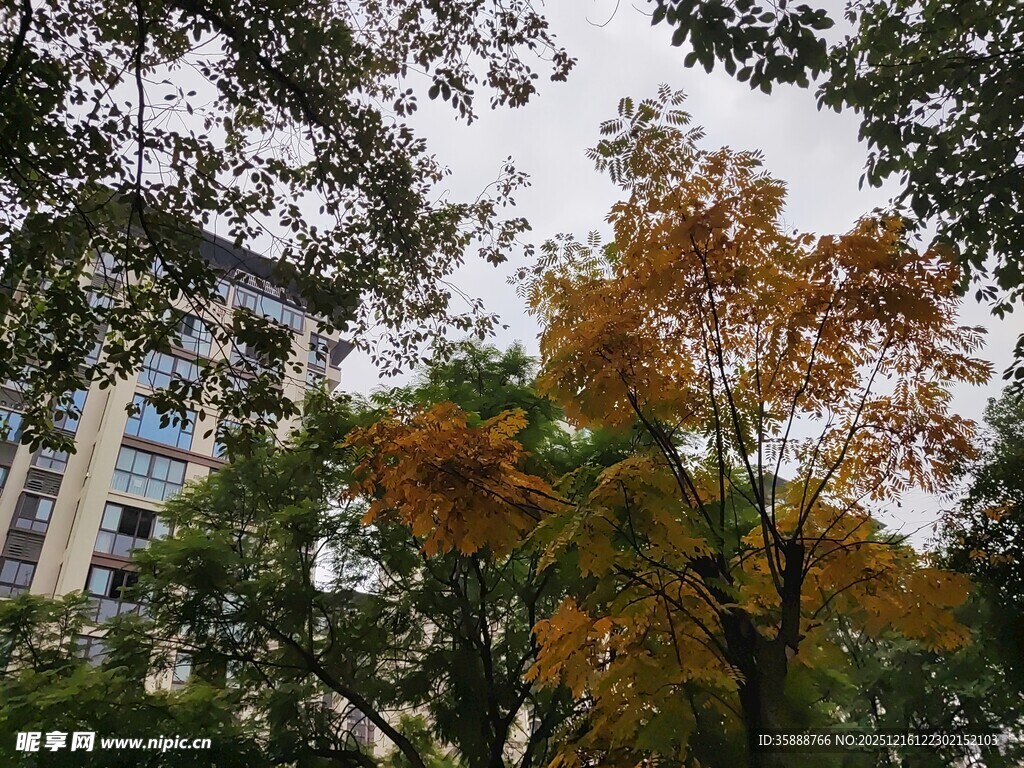 秋日校园树木景致