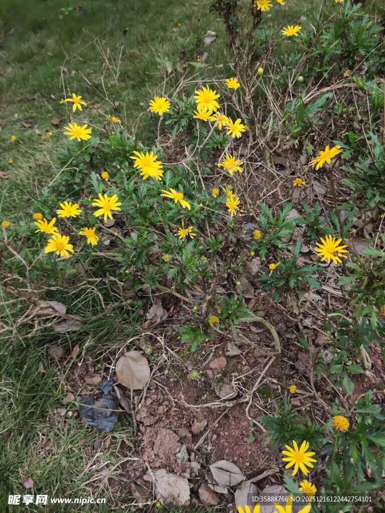 草丛中的黄色小花绽放