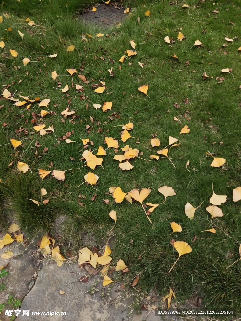 秋日草地银杏落叶景致