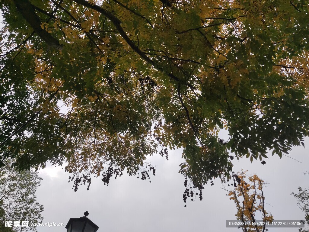 树下人影秋日斑驳景致