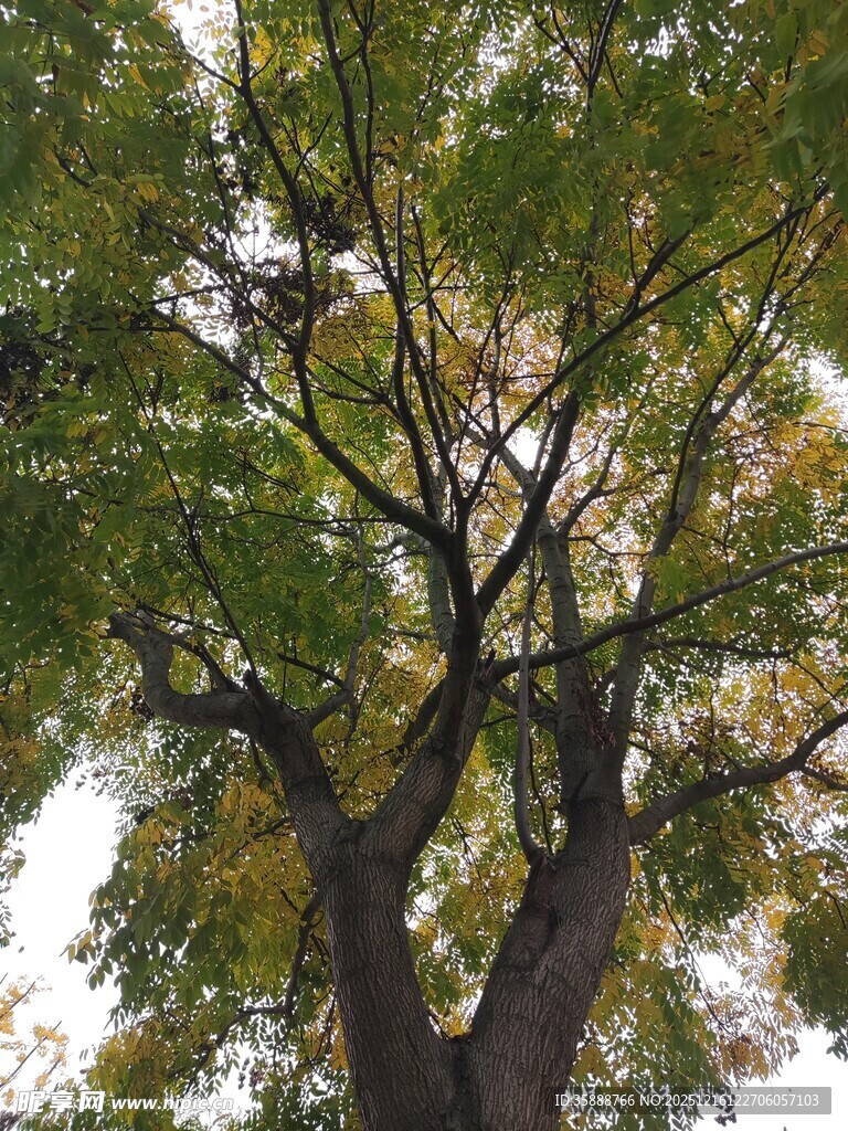 高大繁茂的树木