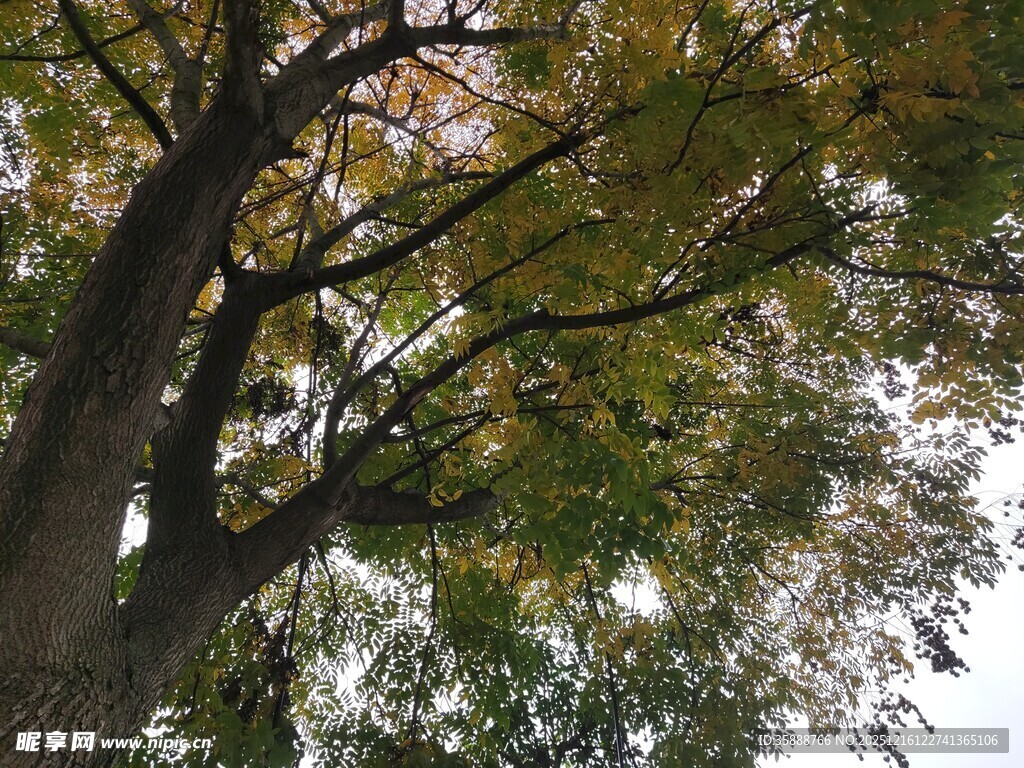 仰视茂密大树枝叶