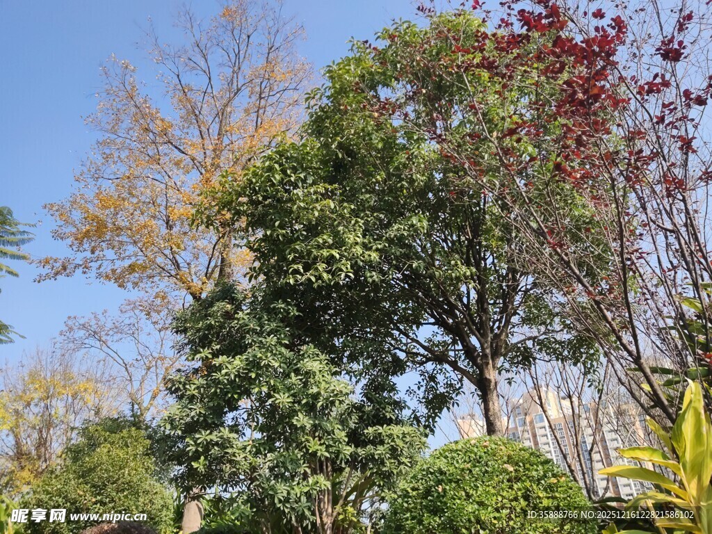 秋日多彩树木景观