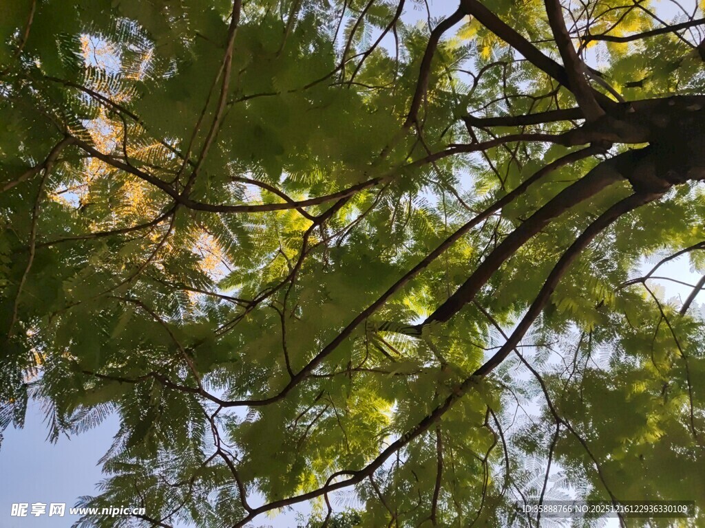 仰视茂密枝叶间的天空