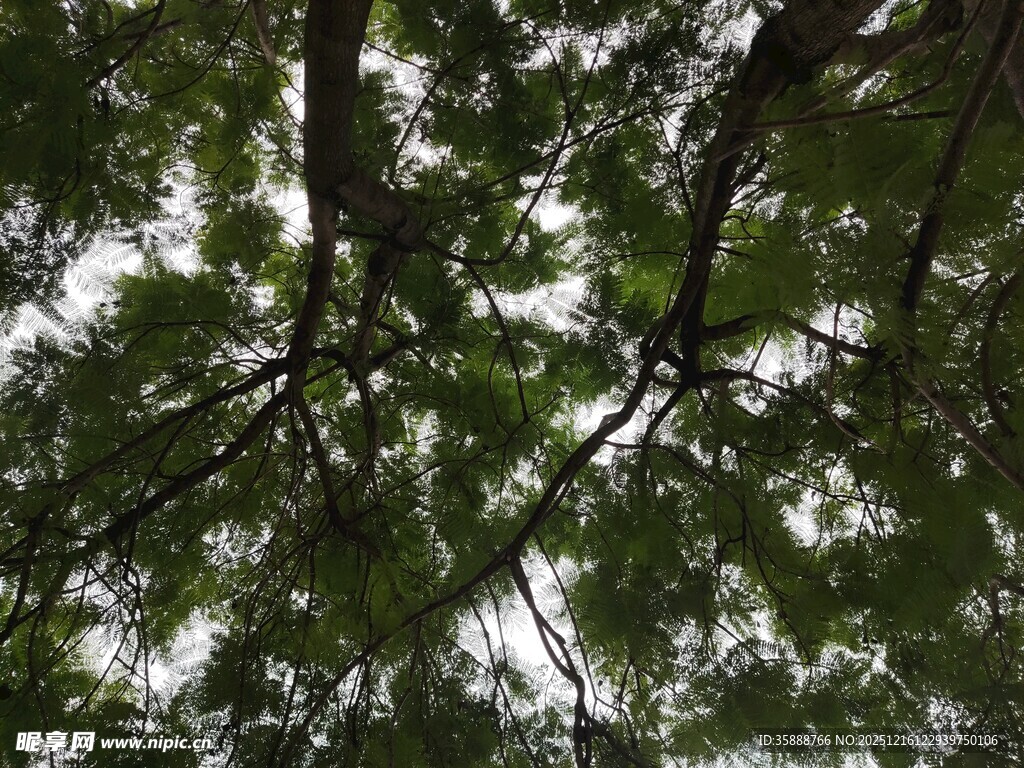 仰视茂密松树枝叶