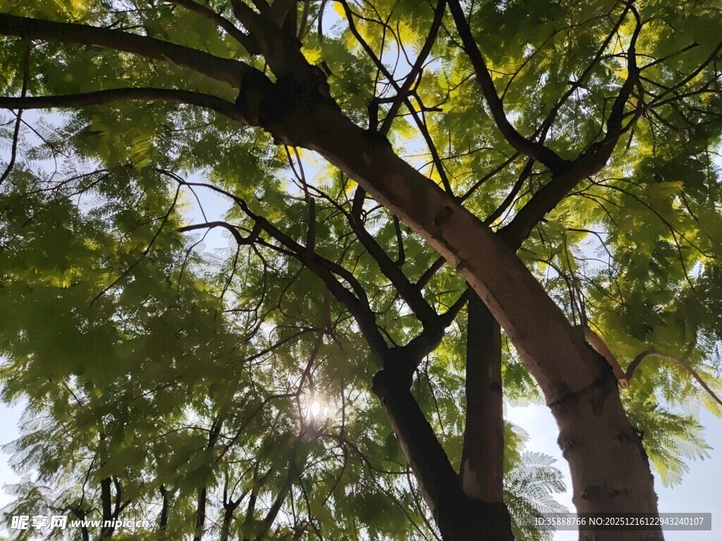 阳光下的繁茂树木