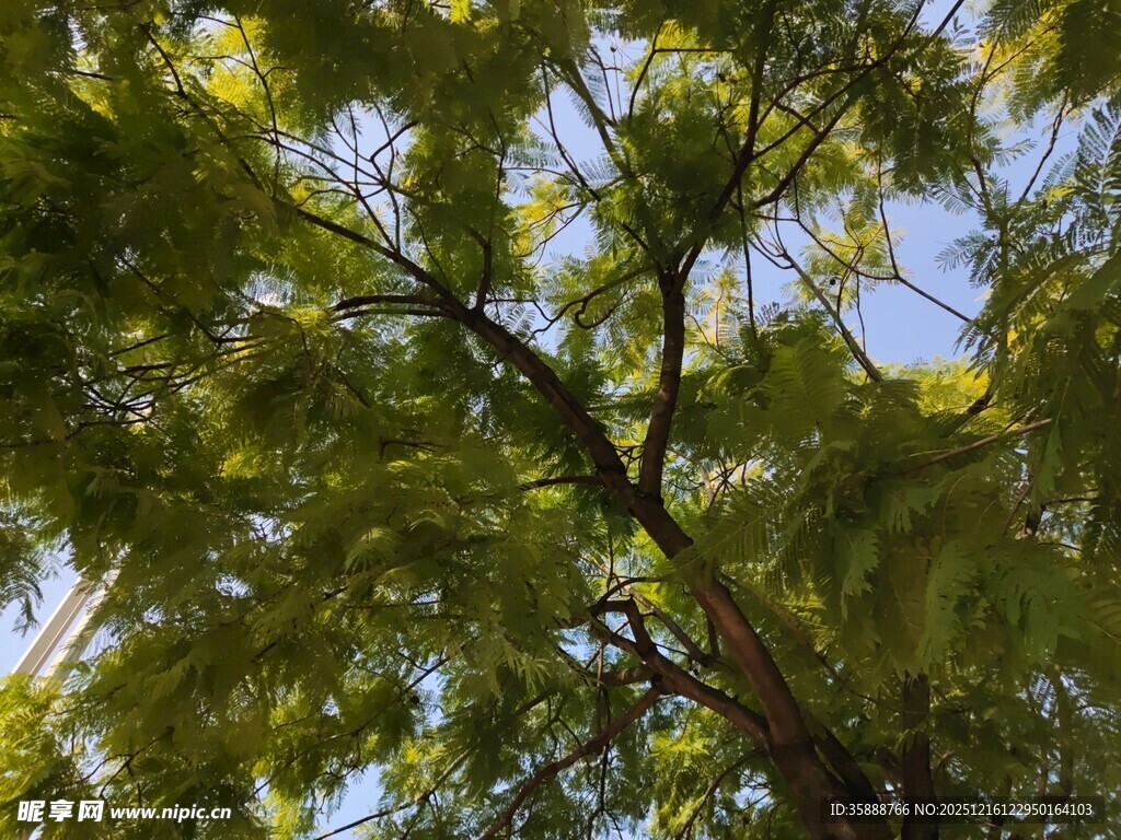 夏日繁茂绿树仰视景象