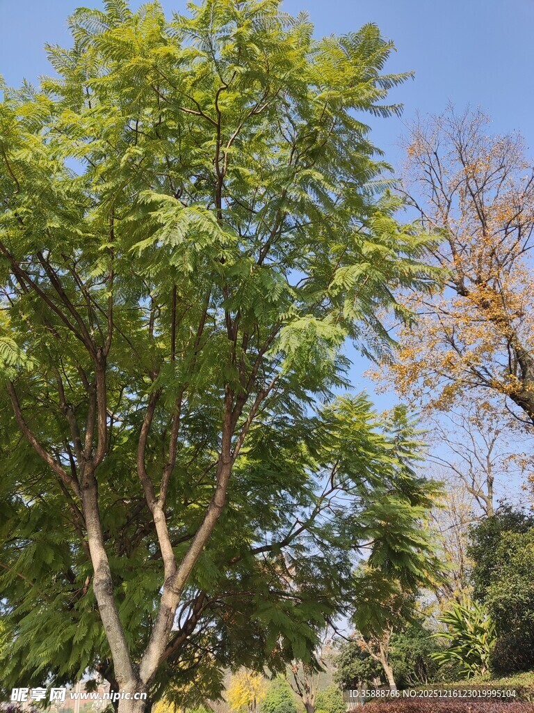 阳光下葱郁的高大树木